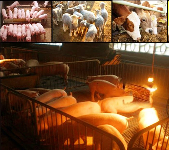 Applicable places for red heat lamp bulbs